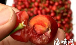 樱桃视频在线观看,畅享在线视听盛宴，尽在指尖