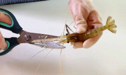 如何挑虾线视频