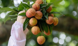 荔枝嫁接技术视频,视频详解嫁接技巧与要点