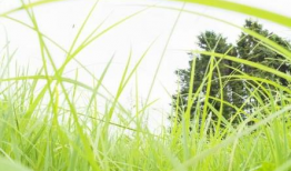 青草视频免费,免费畅享，解锁无限精彩瞬间