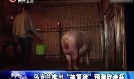 交配视频,揭秘动物繁衍的神秘面纱