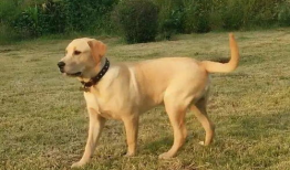 拉布拉,忠诚伙伴的完美典范