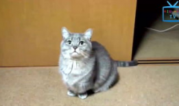 猫的搞笑视频,萌态百出，笑料连连