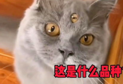 猫的搞笑视频,萌态百出，笑料连连