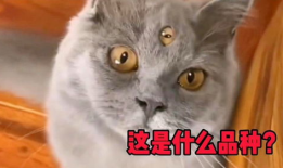 猫的搞笑视频,萌态百出，笑料连连