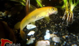 鱼视频观赏大全,探秘水族世界的精彩瞬间