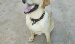 拉布拉,忠诚伙伴的完美典范