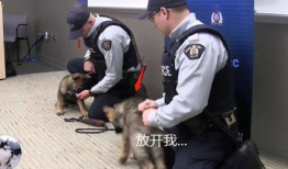 警犬视频,守护平安的忠诚伙伴