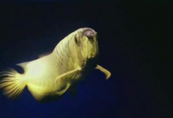 鱼视频观赏大全,探秘水族世界的精彩瞬间