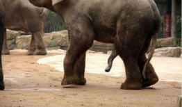 动物性交配视频,揭秘动物性交配的奥秘