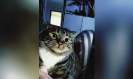 猫的搞笑视频,萌态百出，笑料连连