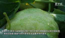 香瓜视频,带你领略短视频的魅力与创意