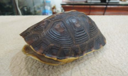 乌龟视频,诠释生命的从容与坚韧